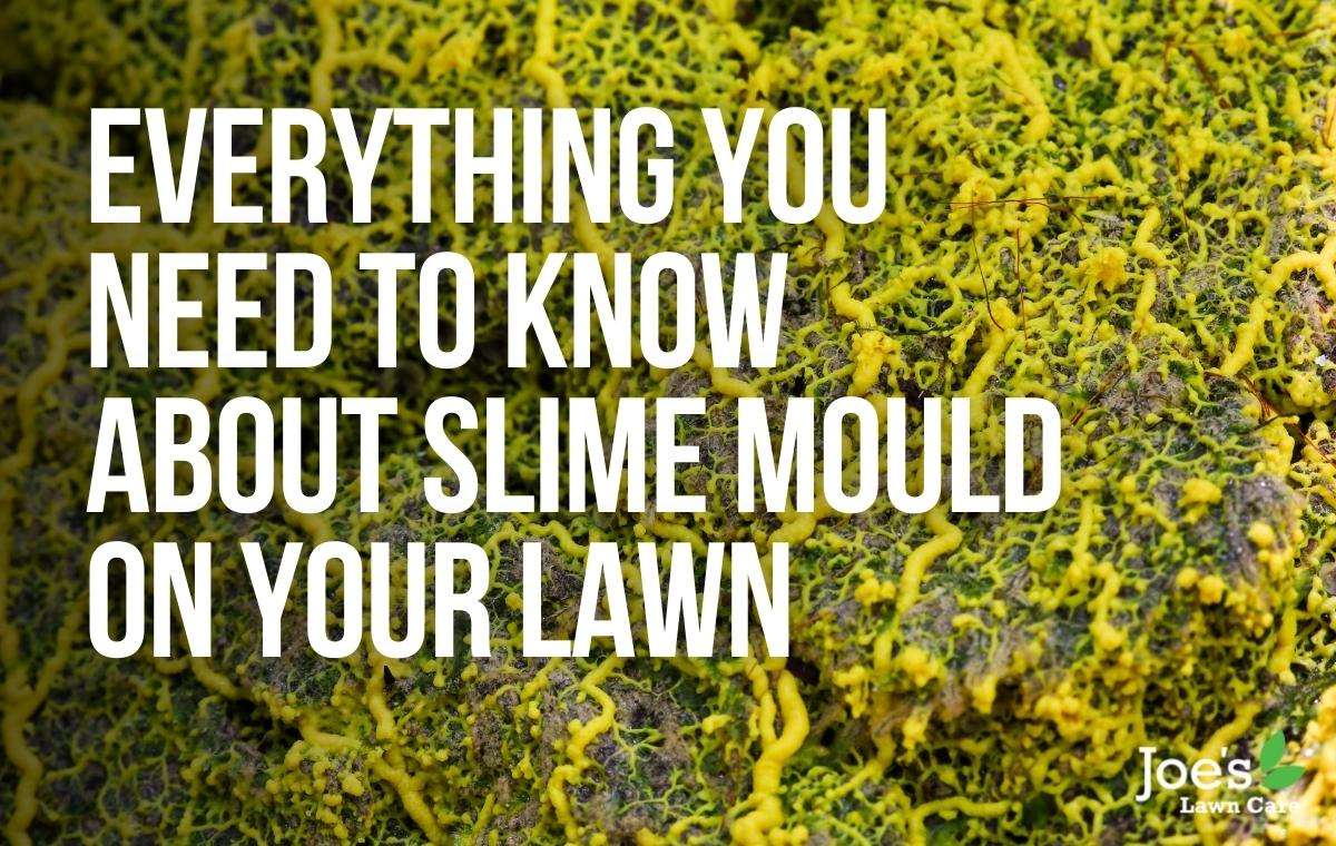 Slime Mould On Your Lawn