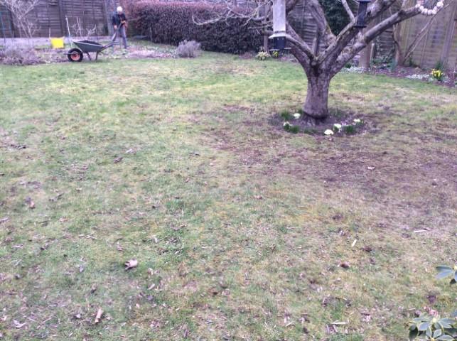 Joe's Lawn Care - Before Treatment