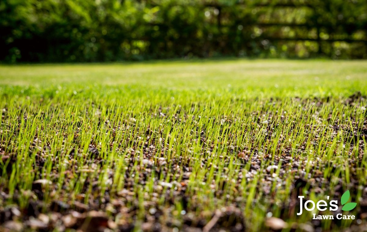 The Best Times to Reseed Your Lawn Joe's Lawn Care