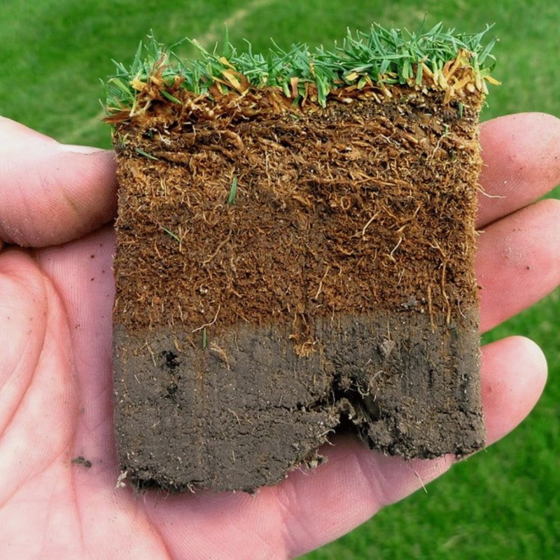 Thatch lawn problem