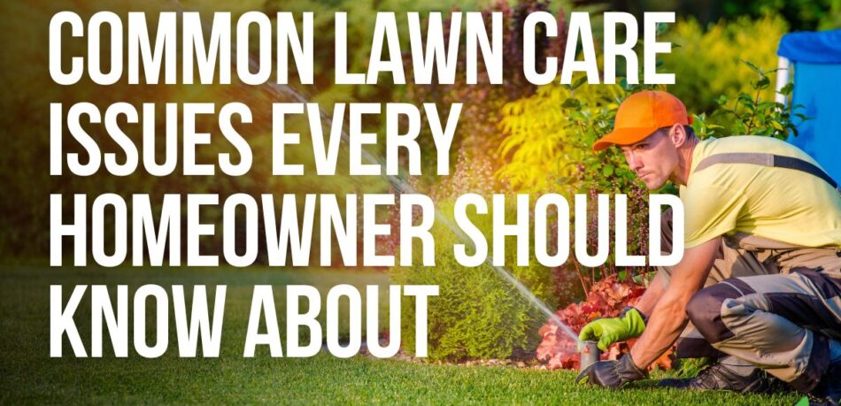 Common Lawn Care Issues - blog post