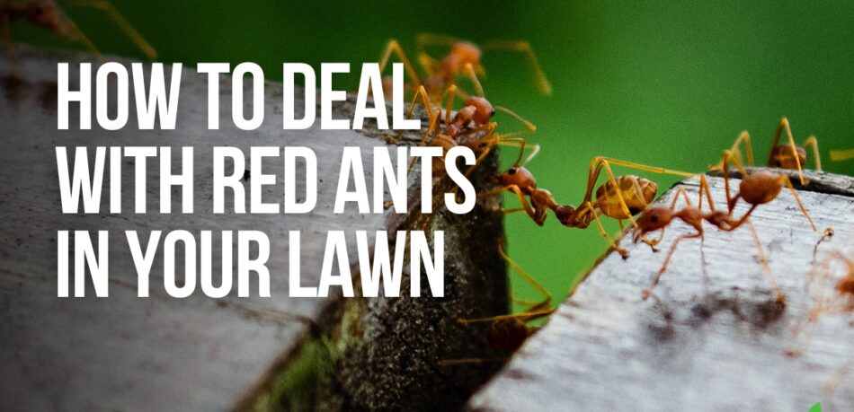 How To Deal With Red Ants In your Lawn - Joes Lawn Care - blog