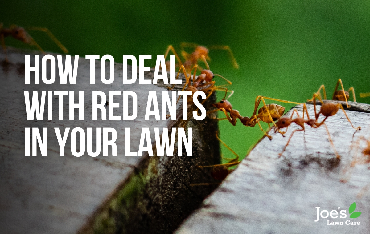 How To Deal With Red Ants In your Lawn - Joes Lawn Care - blog