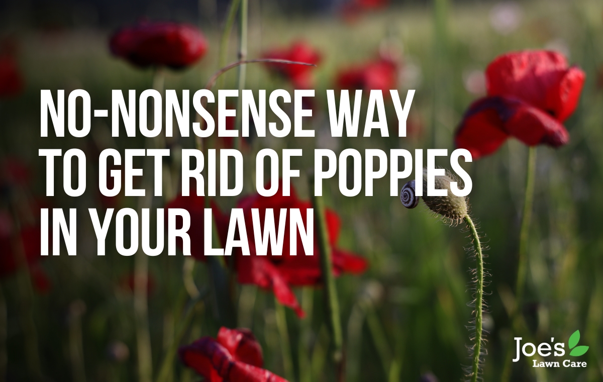Picture this: you step out into your garden with your freshly made cappuccino, ready to bask in the beauty of your meticulously maintained lawn, when suddenly you notice a poppy. And another one. And then a bunch more, all taking root and transforming your green oasis into a vibrant floral frenzy. Well, fear not fellow lawn-enthusiasts because we're here to help you regain control and restore order in your beautiful patch of the great outdoors. From tried-and-true methods to some of our more unconventional techniques, get ready to roll up your sleeves, grab your gardening gear, and prepare for a showdown with these invasive poppies using our expert-backed strategies that will have your lawn looking impeccable once again. Ready? Then let's dive into the trenches and reclaim your lawn from the clutches of the relentless poppies.