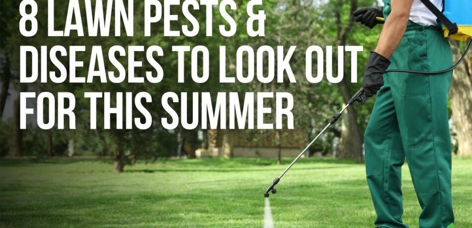 8 Lawn Pests and Diseases To Look Out For This Summer - Joe's Lawn Care - Joe's Diary