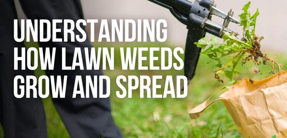 Understanding How Lawn Weeds Grow and Spread - Joe's Diary - Joe's Lawn Care