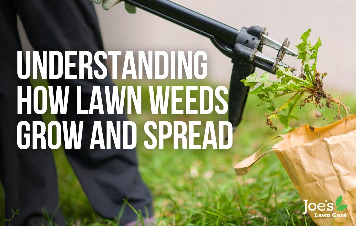 Understanding How Lawn Weeds Grow and Spread - Joe's Diary - Joe's Lawn Care
