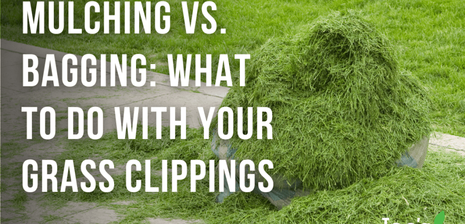 Mulching vs. Bagging: What To Do With Your Grass Clippings - Joe's Lawn Care - Joe's Diary blog