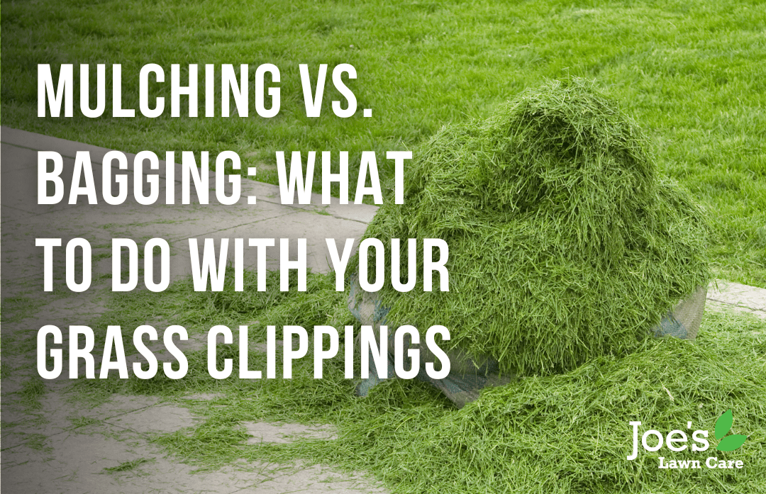 Mulching vs. Bagging: What To Do With Your Grass Clippings - Joe's Lawn Care - Joe's Diary blog