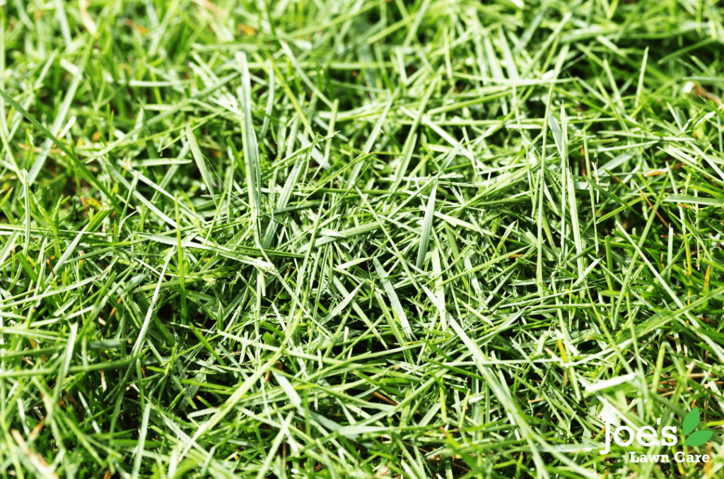 Mulching vs. Bagging: What To Do With Your Grass Clippings - Joe's Lawn Care