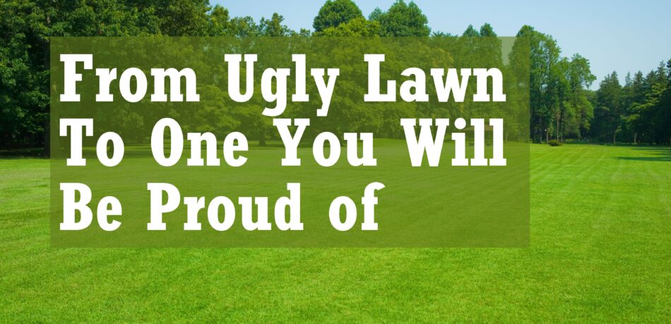 Ugly Lawn to one you can be proud of