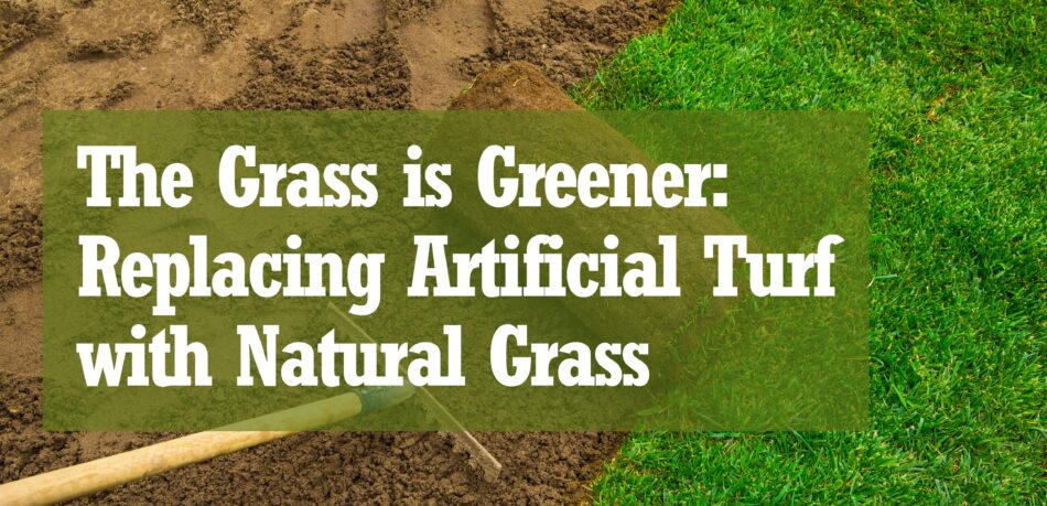 the grass is greener replacing artificial turf with natural grass