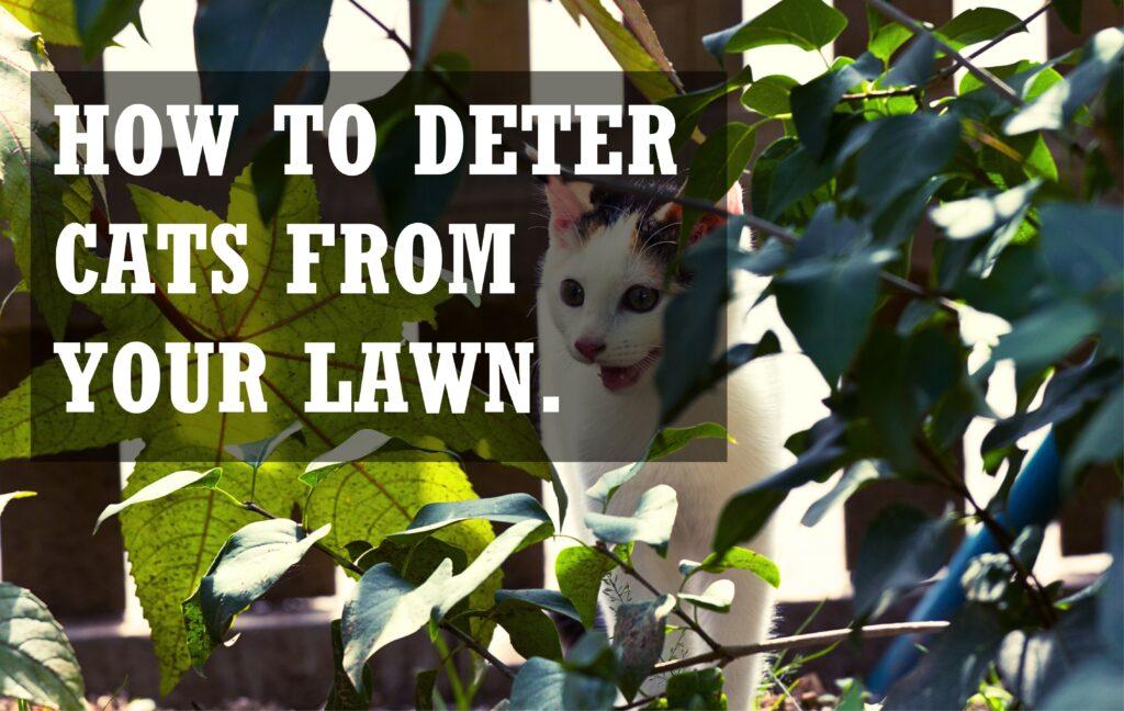 How to Deter Cats from Your Lawn Joe's Lawn Care